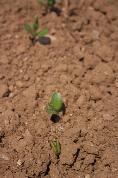 田里生长着新鲜的大豆幼苗 土壤中长有幼芽的大豆田 — 图库照片