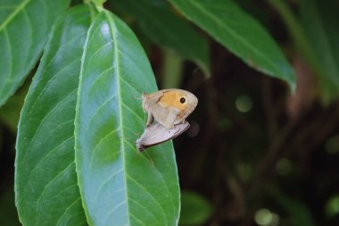 Bahçedeki yeşil bir yaprağın üzerinde çiftleşen iki turuncu ve kahverengi kelebek. İlkbaharda Lycaena Plaeas Kelebekleri