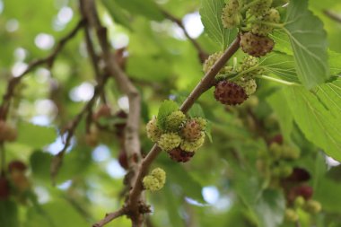 Olgun ve olgunlaşmamış siyah dut meyvesi dalda. Yazın Morus ağacı
