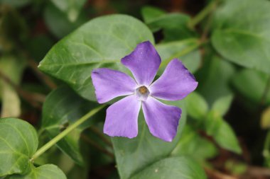 İlkbaharda mor menekşe çiçeğinin yakın çekimi. Vinca küçük fabrikasının ayrıntıları 