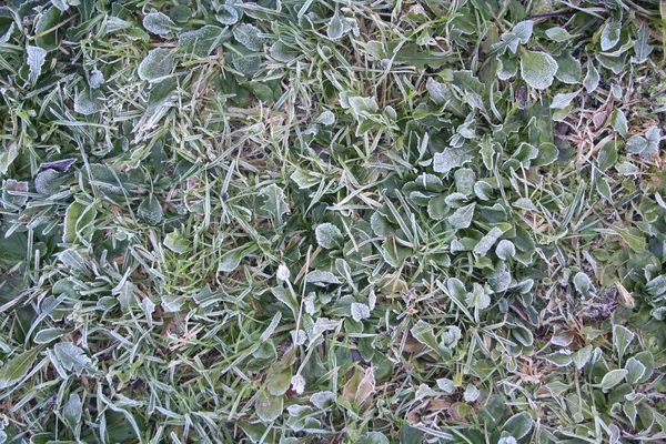 庭の冬に冷凍草 霜に覆われた草原 — ストック写真