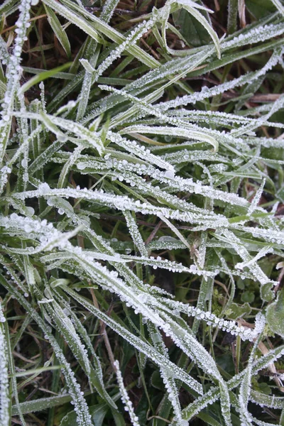 Fryst Gräs Vintern Trädgården Äng Täckt Frost — Stockfoto