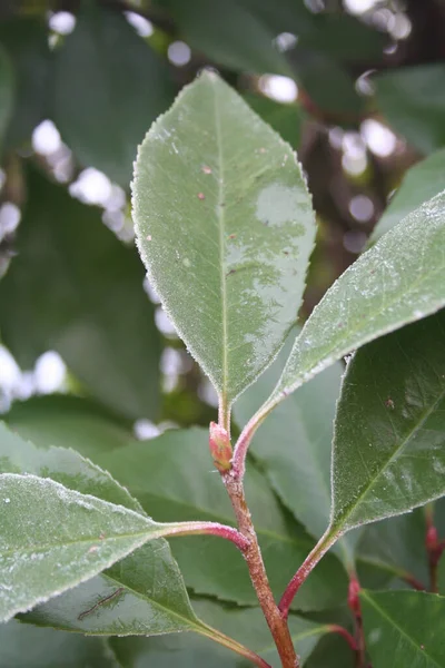 Kış Mevsiminde Bahçedeki Red Robin Photinia Çalılığında Karlar Yakın Plan — Stok fotoğraf