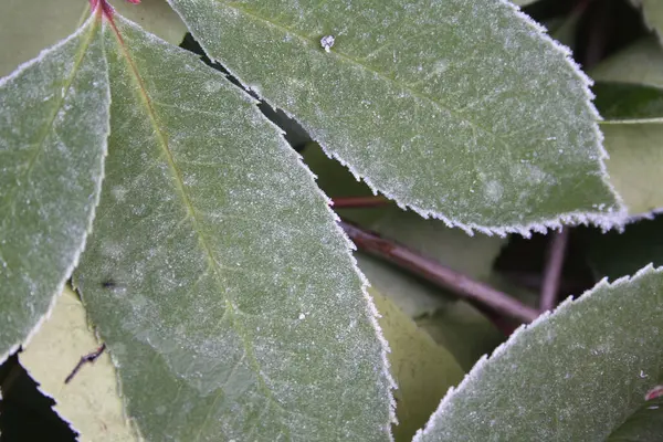 Primer Plano Las Heladas Arbusto Rojo Robin Photinia Jardín Temporada — Foto de Stock