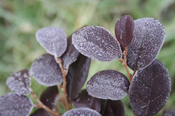 Loropetalum Japonica Cespuglio Coperto Gelo Giardino Inverno Loropetalio Cespuglio Sulla — Foto Stock