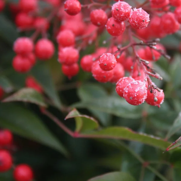 Мороз Небесном Бамбуке Красивыми Красными Ягодами Nandina Domestica Зимой Рождество — стоковое фото