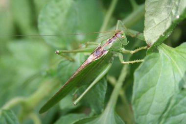 Yaprağın üzerindeki yeşil çekirgeye yakın çekim 