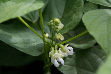 Beyaz çiçeklerle bezelye ekimi. Pisum sativum var. Saccharatum mangetum olarak da bilinir. 