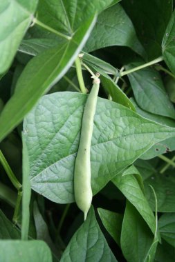 Sebze bahçesindeki bitkinin üzerinde taze yeşil Fransız fasulyesi. Yaz sebzesi