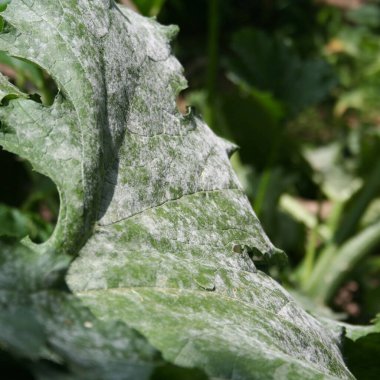 Powdery mildew on zucchini plant in the vegetable garden. Zucchini leaves damaged by illness clipart