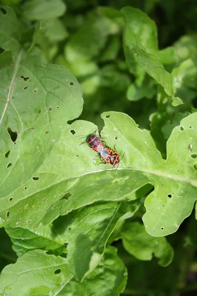 Spilostethus Saxatilis Röd Och Svart Insekt Ett Blad — Stockfoto