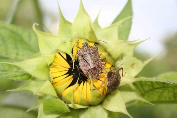 Brown Marmorated Bug Escudo Flor Girassol Halyomorpha Halys Inseto Flor — Fotografia de Stock