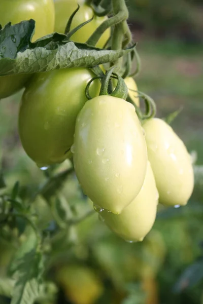 Tomaten Auf Pflanze Gemüsegarten Mit Regentropfen Bedeckt — Stockfoto