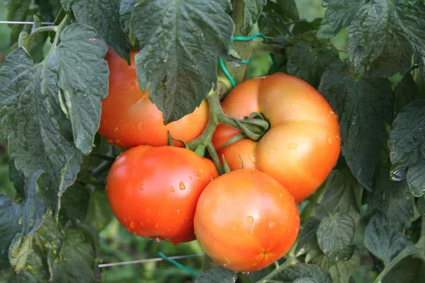 Tomates Planta Horta Coberta Por Gotas Chuva — Fotografia de Stock