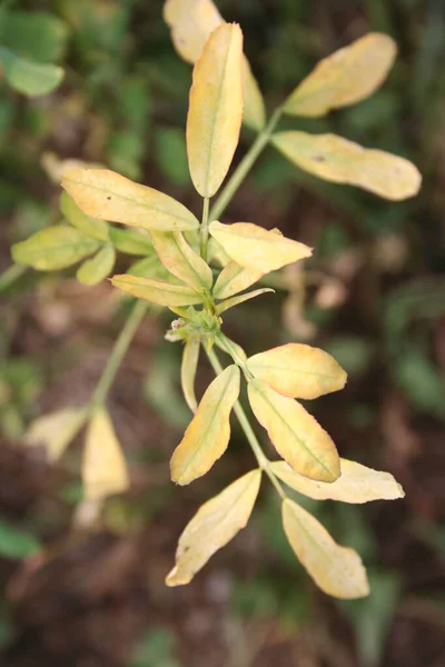 Campo Alfalfa Dañado Por Sequía Primer Plano Planta Dañada Medicago — Foto de Stock