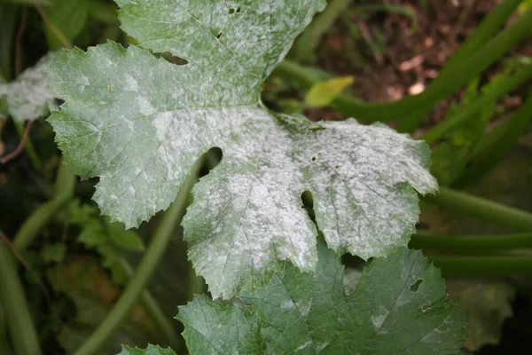 Sebze bahçesindeki kabak bitkisinin üzerindeki toz küf. Kabak yaprakları hastalıktan zarar görmüş.