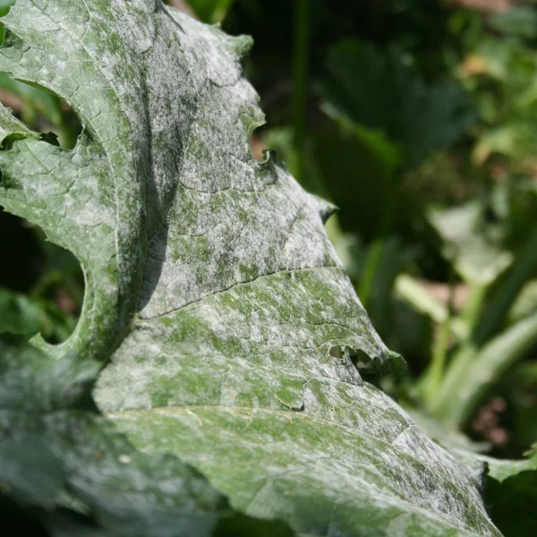 Mildiou Sur Courgette Dans Potager Feuilles Courgettes Endommagées Par Maladie — Photo