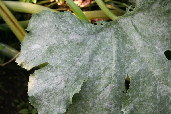 Mildiou Sur Courgette Dans Potager Feuilles Courgettes Endommagées Par Maladie — Photo