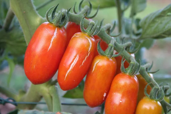 Tomates Cerises Sur Les Plantes Endommagées Par Mauvais Temps — Photo