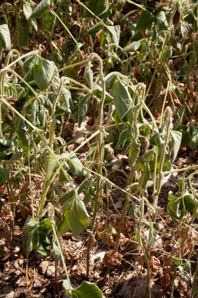 Campo Soia Danneggiato Dalla Siccità Estate Paesaggio Campagna — Foto Stock