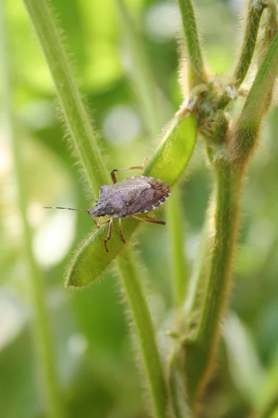 Brown Marmorated Shield Bug Soybean Pod Halyomorpha Halys Hmyz Sójovém — Stock fotografie