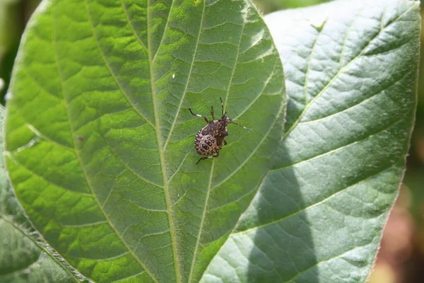 Brown Marmorated Shield Bug Soybean Leaf Halyomorpha Halys Inseto Campo — Fotografia de Stock