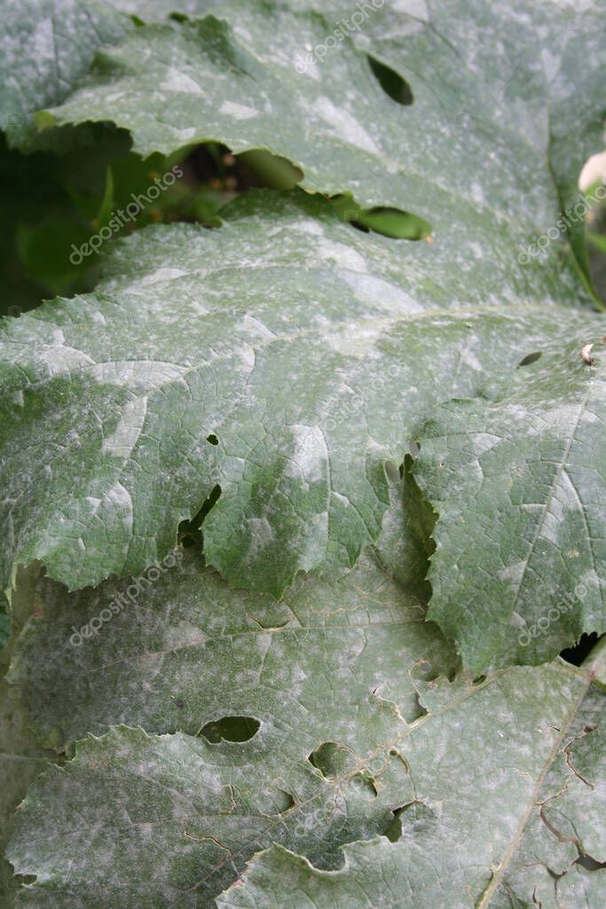 Powdery Mildew On Zucchini Plant In The Vegetable Garden Zucchini Leaves Damaged By Illness 390279680 Larastock