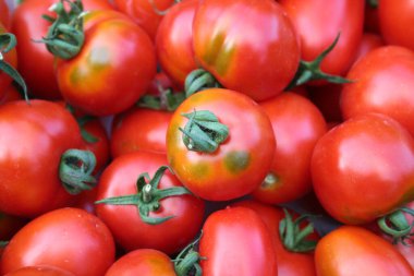 Kırmızı yuvarlak ve uzun taze domates deseni. Yaz sebzeleri