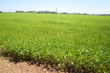 Yazın güzel soya tarlası: Tarım manzarası