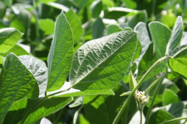 Güneş ışığında güzel soya fasulyesi yaprakları. Yazın soya tarlası