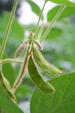 Tarlada yetişen soya fasulyesi tohumları. Seçici odak.
