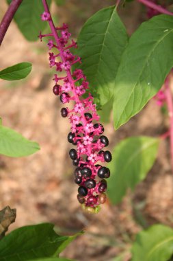 Amerikan Pokeweed 'i. Phytolacca americana bitkisi olgunlaşmamış ve olgun böğürtlenlerle.