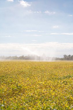 Sonbaharda sarı soya tarlasını sulayan tarım sulama sistemi