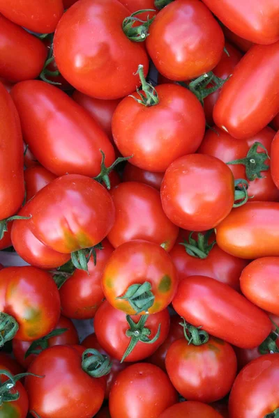 赤丸と長い新鮮な熟したトマトのパターン 夏野菜 — ストック写真