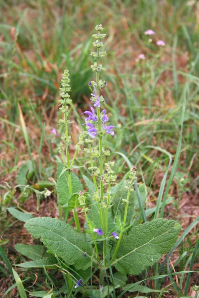 Plante Armoise Avec Des Fleurs Violettes Dans Prairie Salvia Pratensis — Photo