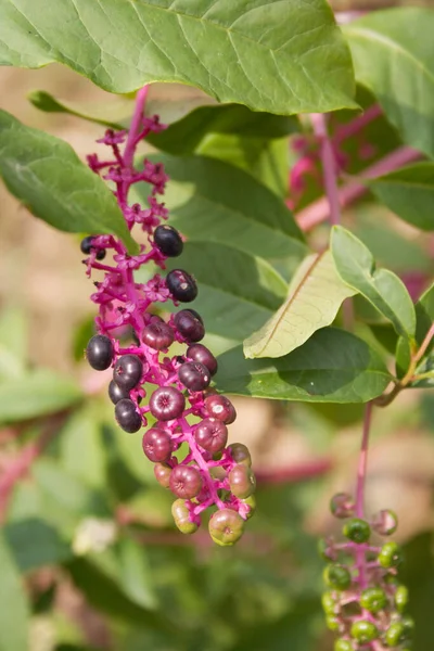 Американский Покевид Растение Phytolacca Ficana Недозрелыми Спелыми Ягодами — стоковое фото