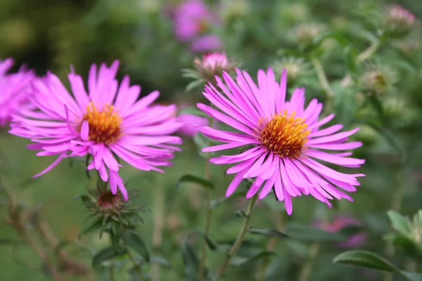 Pink Aster Frikarti Flowers Garden Autumn — Stock Photo, Image