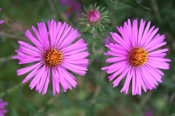 Pink Aster Frikarti Flowers Garden Autumn — Stock Photo, Image