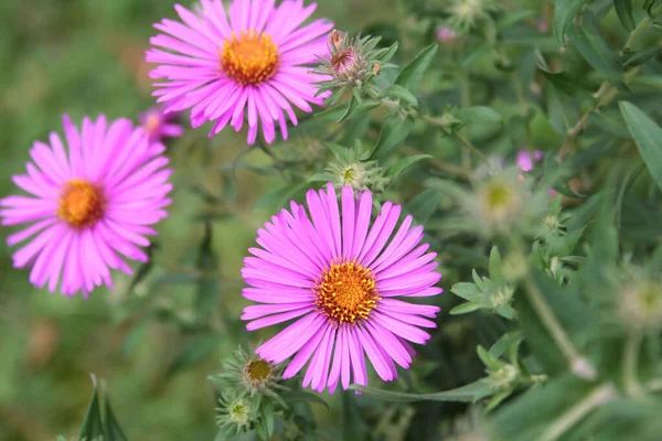 Pink Aster Frikarti Flowers Garden Autumn — Stock Photo, Image