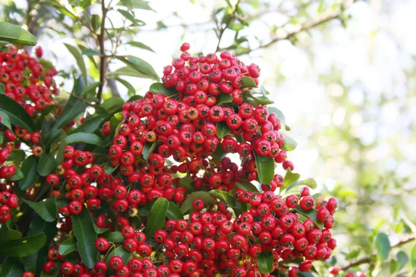 Piękne Czerwone Jagody Krzewie Pyracantha Opalacz Jesienią Ogrodzie — Zdjęcie stockowe