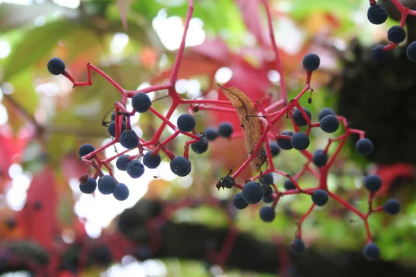 Straszny Virginia Czerwona Winorośl Wspinaczkowa Dojrzałymi Fioletowymi Jagodami Jesienią — Zdjęcie stockowe