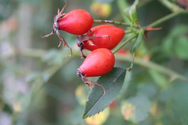 Fruit Rouge Rose Sauvage Des Cynorrhodons Sauvages Sur Buisson Rosa — Photo