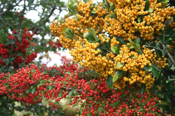 Belas Bagas Amarelas Vermelhas Arbusto Pyracantha Firethorn Outono Jardim — Fotografia de Stock