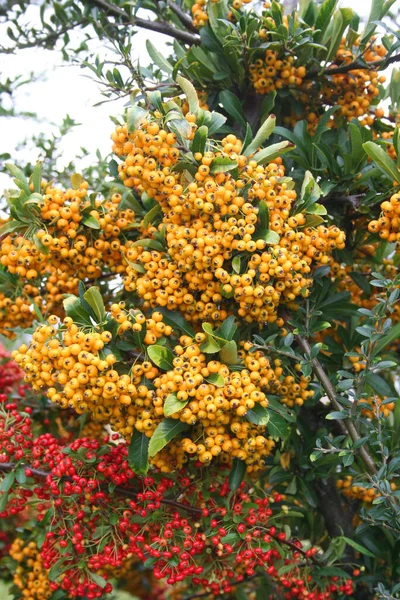 Schöne Gelbe Und Rote Beeren Pyracantha Strauch Feuerdorn Herbst Garten — Stockfoto