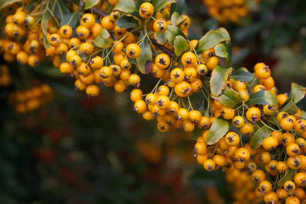 Hermosas Bayas Amarillas Arbusto Pyracantha Espino Fuego Otoño Jardín —  Fotos de Stock