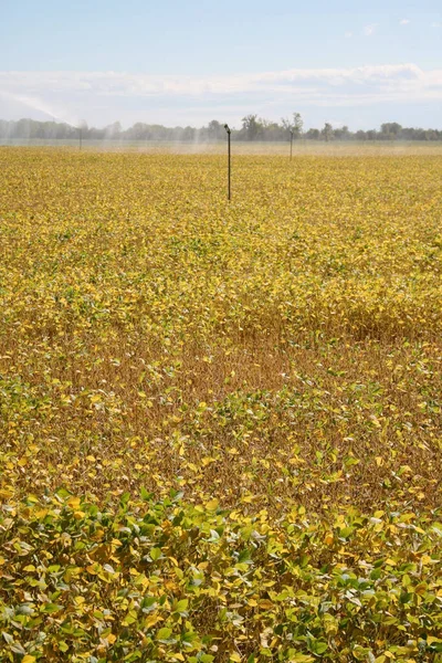 Jordbruksbevattningssystem Vattning Gul Sojaböna Fält Hösten — Stockfoto