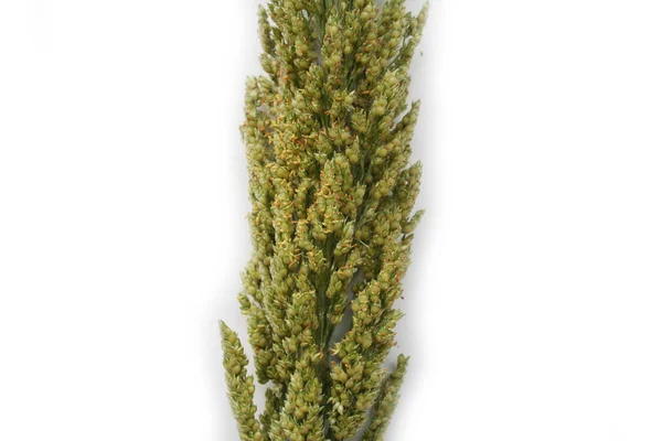 Sorghum veya darı başı bitkisi beyaz arkaplanda izole edildi
