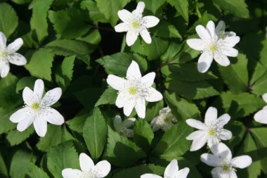 Bahar zamanı beyaz orman şakayığı çiçekleri. Ormanda Anemone nemerosa