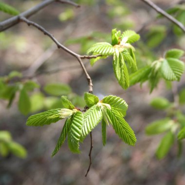 Avrupa ya da taze yeşil yapraklı sıradan bir boynuz. Carpinus betulus
