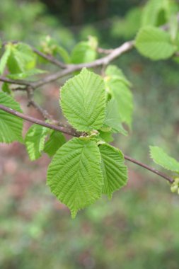 Bahar mevsiminde taze yeşil yapraklı fındık ağacı